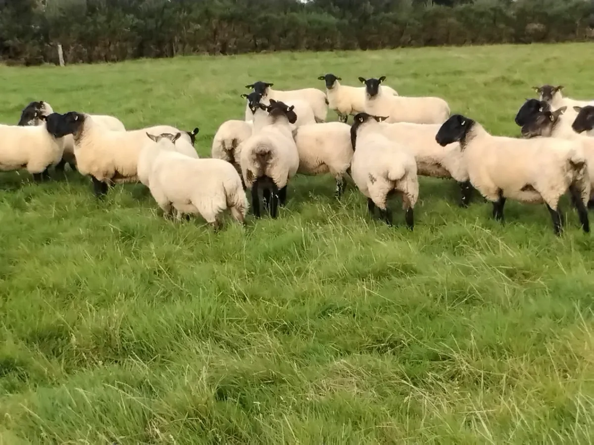 Ewe Hoggetts - Image 3