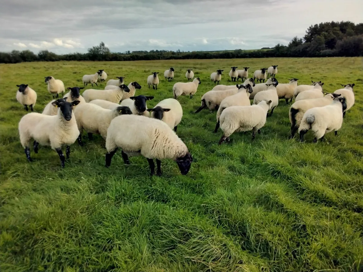 Ewe Hoggetts - Image 4