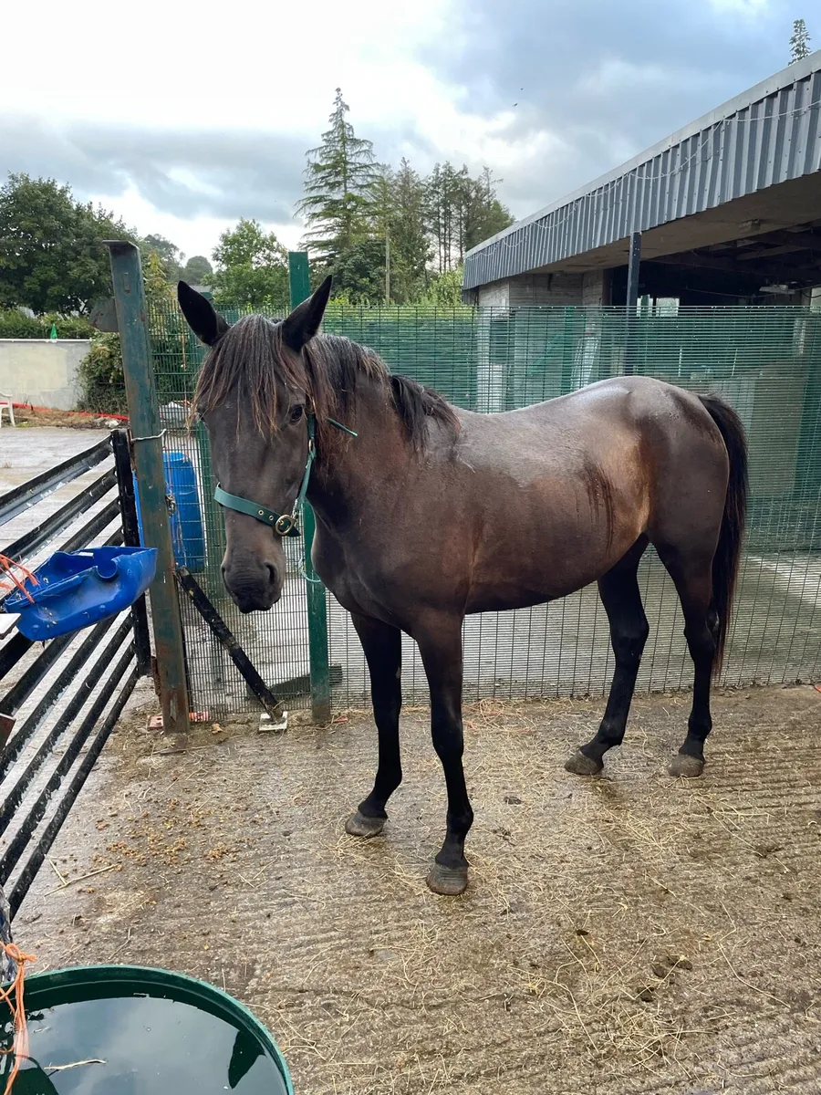 Fullbred mare and foal - Image 3