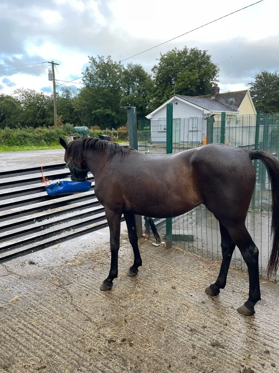 Fullbred mare and foal - Image 4