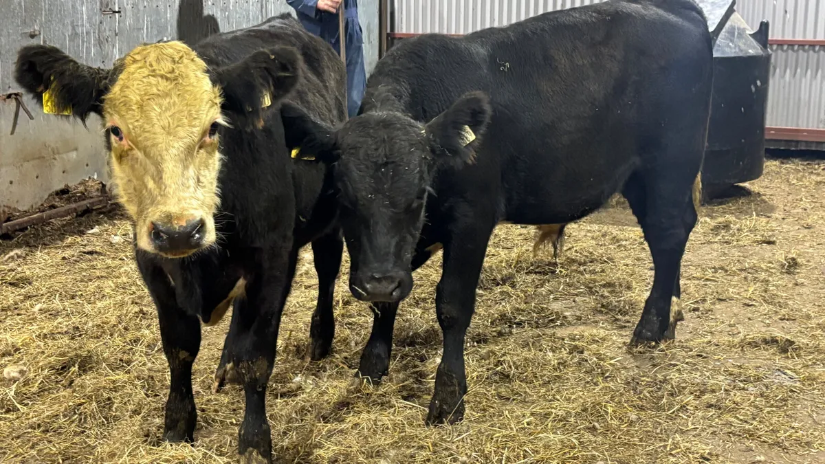 ⭐️2 Suckler Bred AA Bull Wealings⭐️ - Image 4