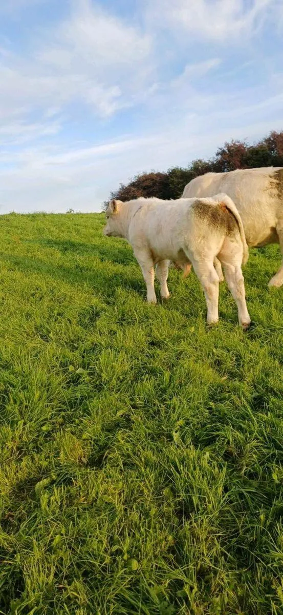 Pbr 5 star char bull weanling - Image 3