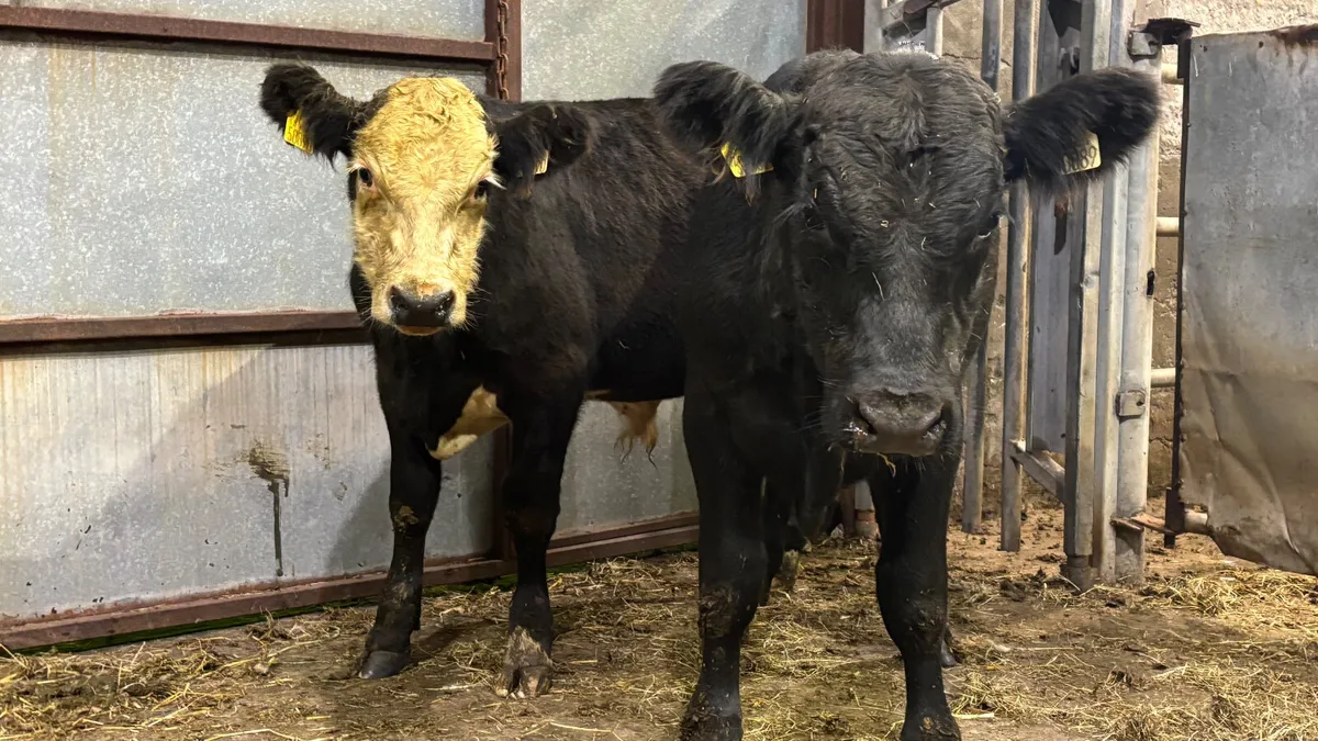 ⭐️2 Suckler Bred AA Bull Wealings⭐️ - Image 1