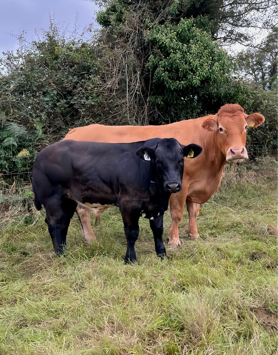 Show Calf - Image 1