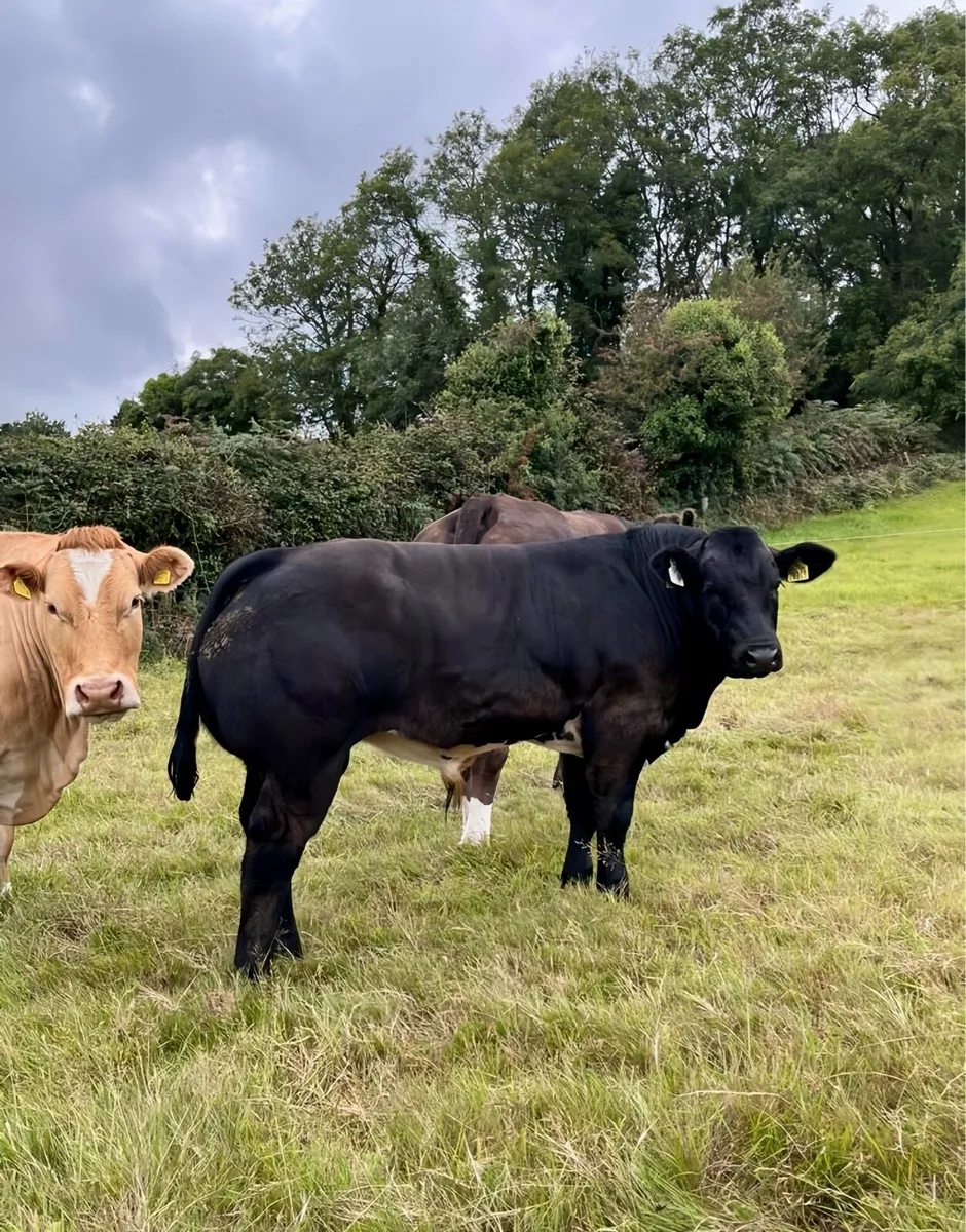 Show Calf - Image 2