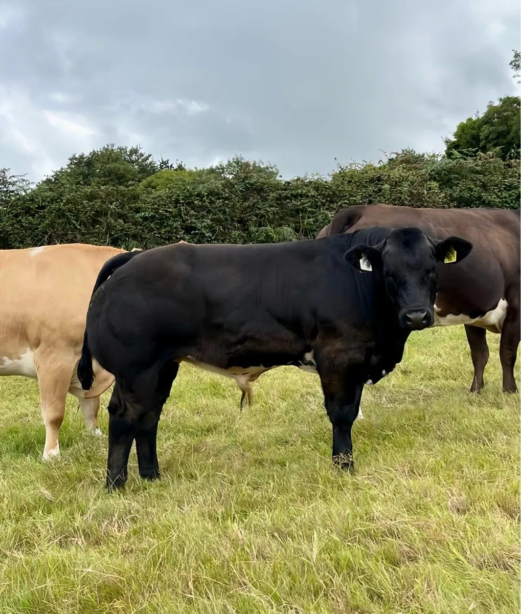 Show Calf - Image 3