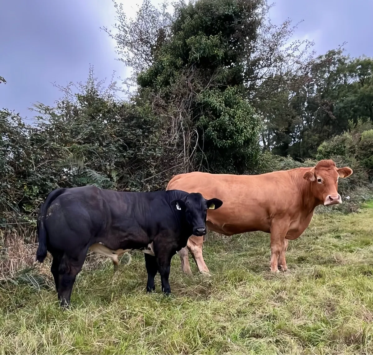 Show Calf - Image 4