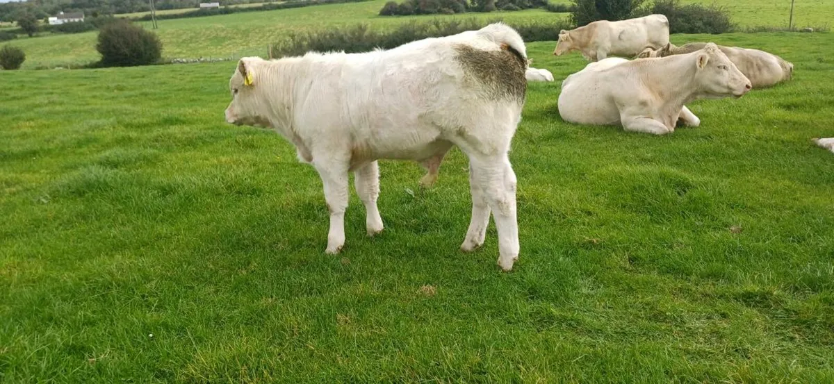 Pbr 5 star char bull weanling - Image 4