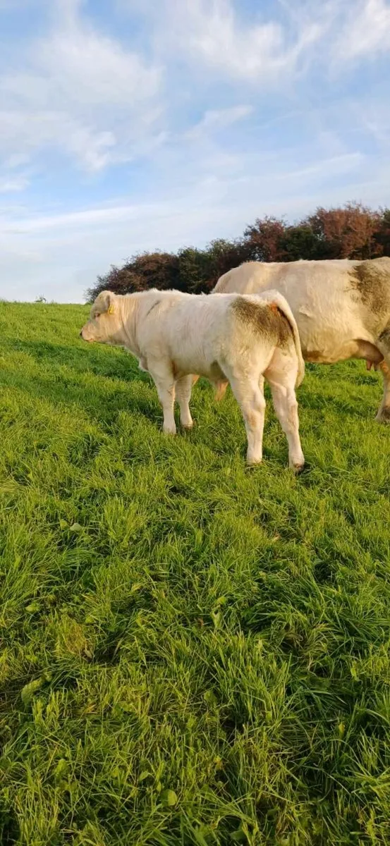 Pbr 5 star char bull weanling - Image 1
