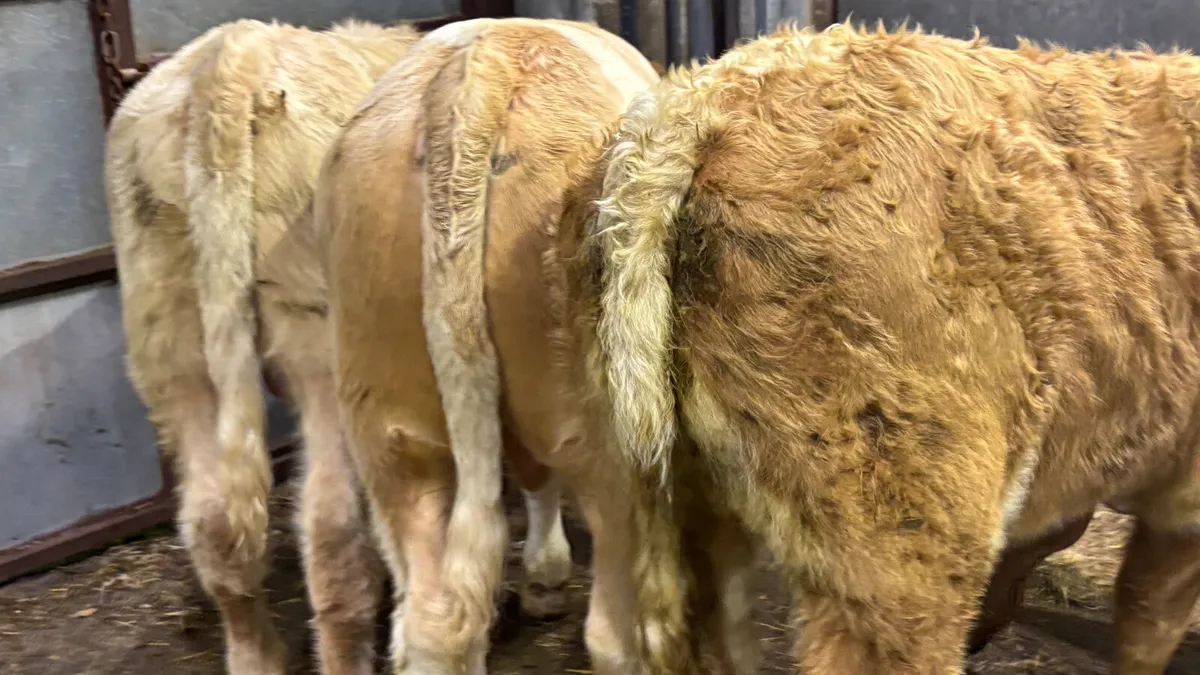 ⭐️ 3 Golden Charolais Bull Wealings ⭐️ - Image 4