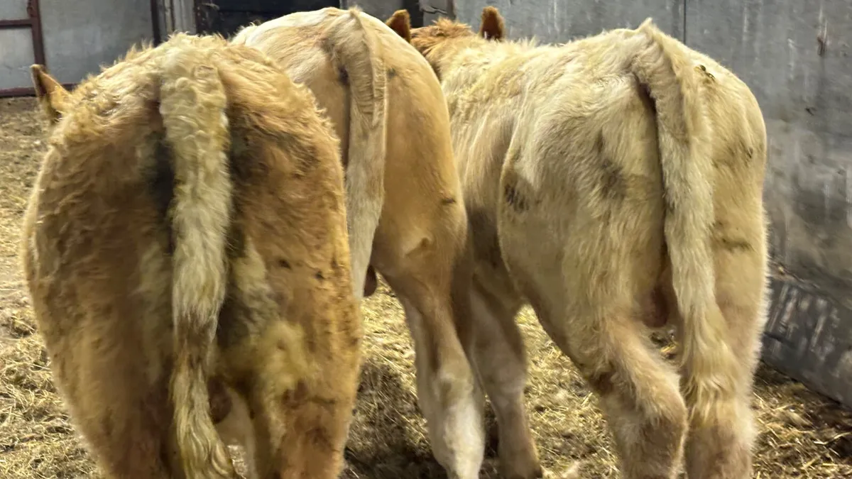 ⭐️ 3 Golden Charolais Bull Wealings ⭐️ - Image 2