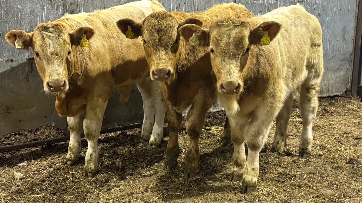 ⭐️ 3 Golden Charolais Bull Wealings ⭐️ - Image 1