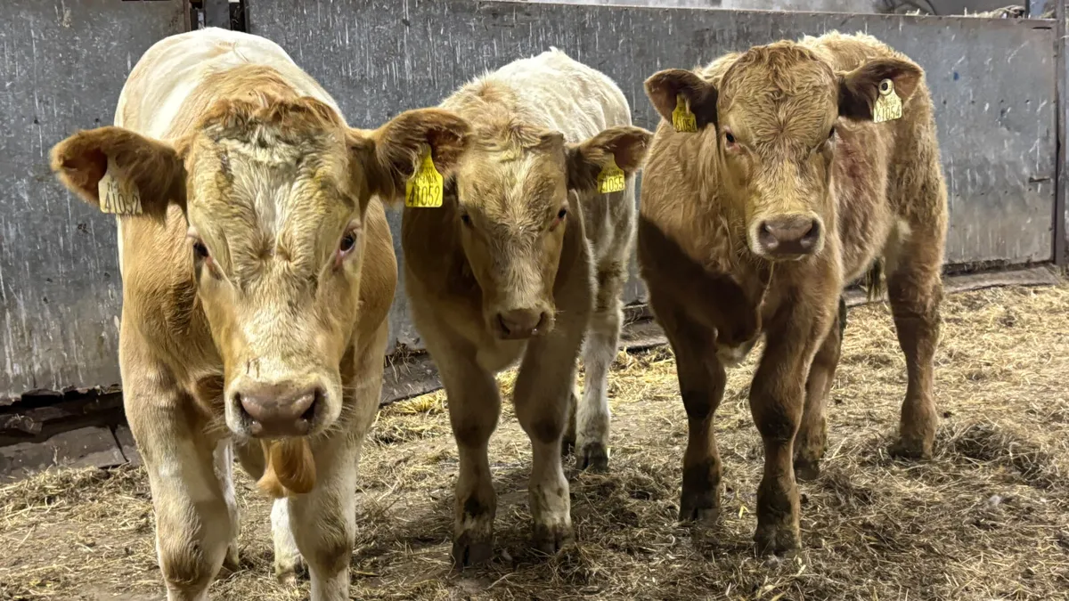 ⭐️ 3 Golden Charolais Bull Wealings ⭐️ - Image 3