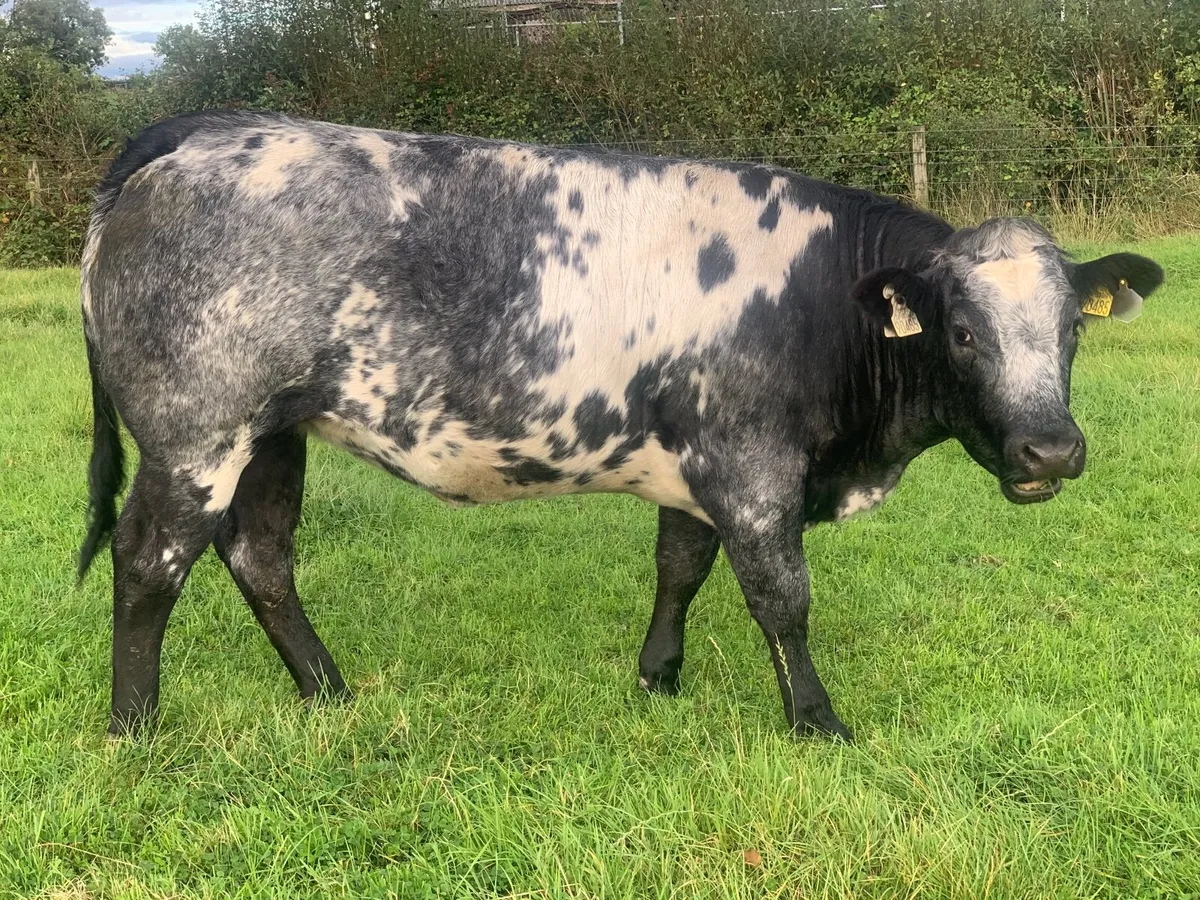 Breeding Heifer - Image 3