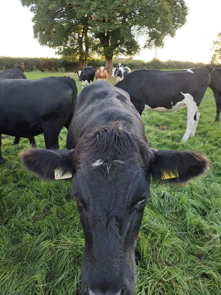 Aberdeen Angus heifers - Image 4
