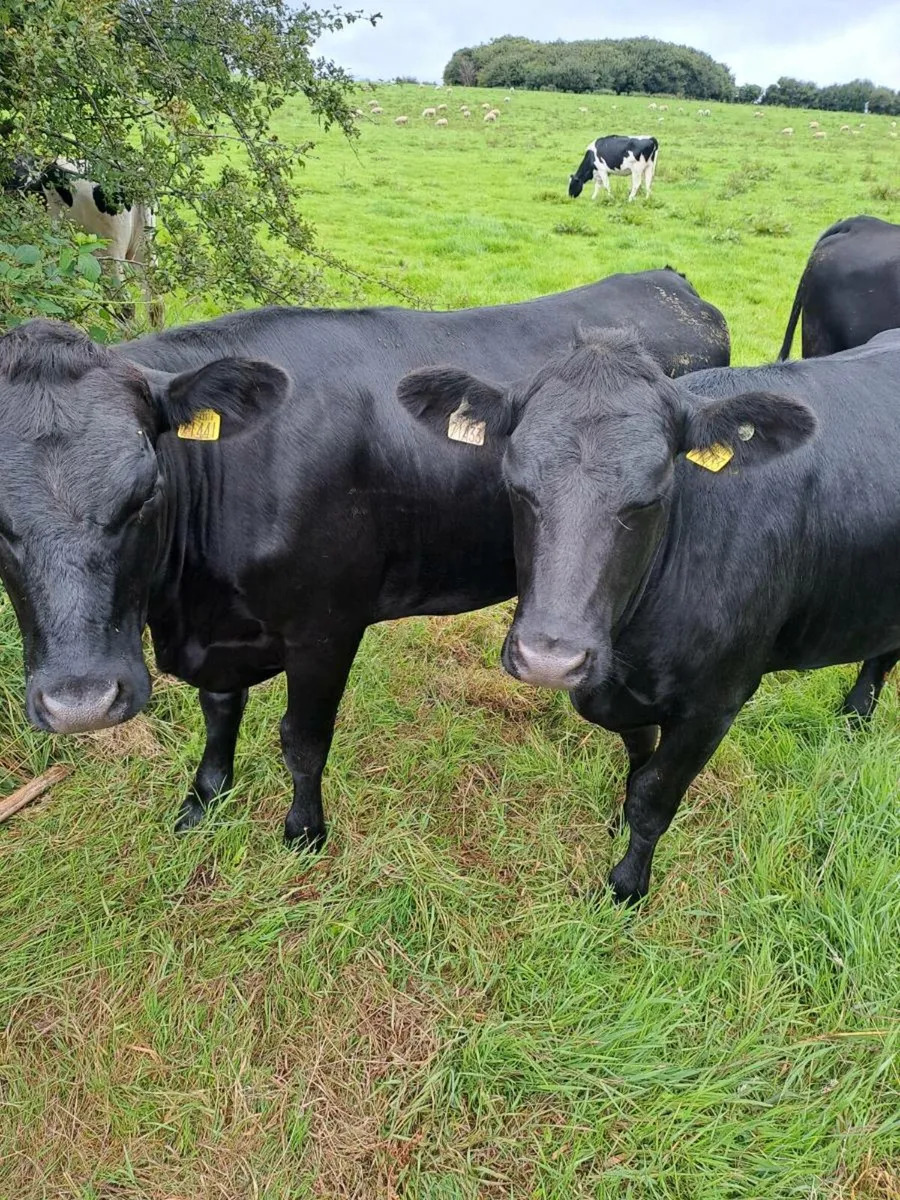 Aberdeen Angus heifers - Image 1