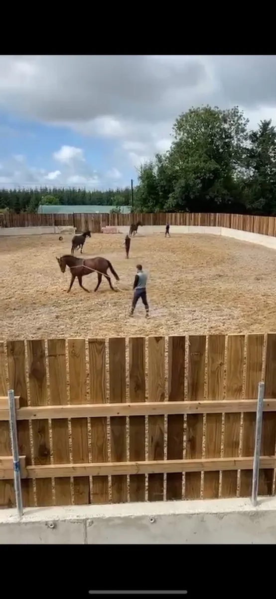 Stables to rent Clonroche Wexford - Image 1