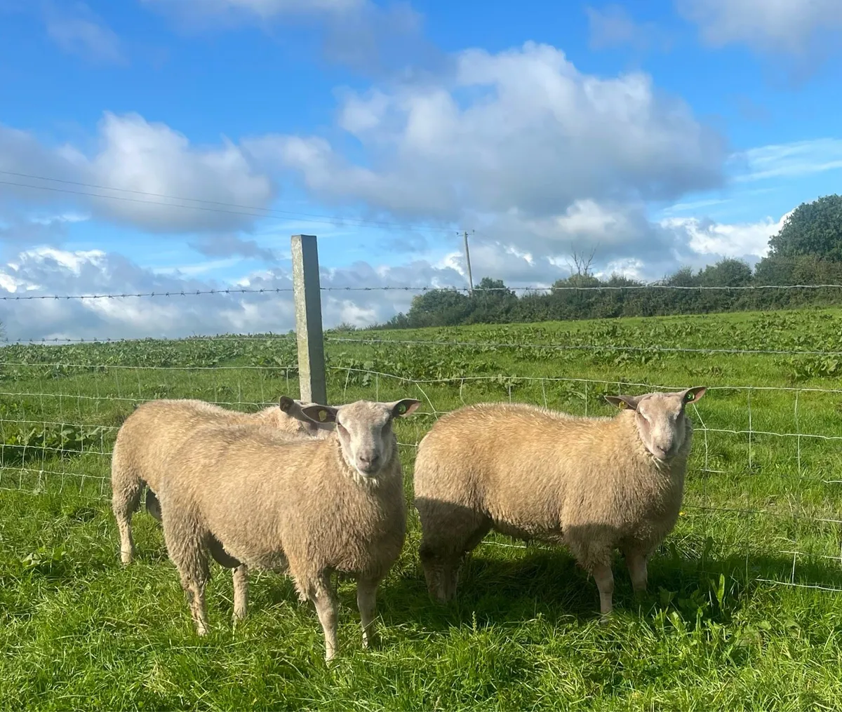 Pbr Charollais Ram lambs - Image 3