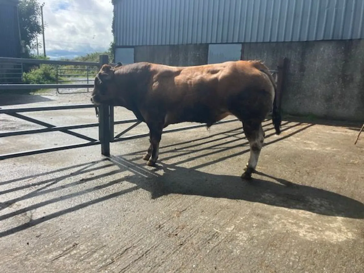 Parthenaise Bull - Image 1