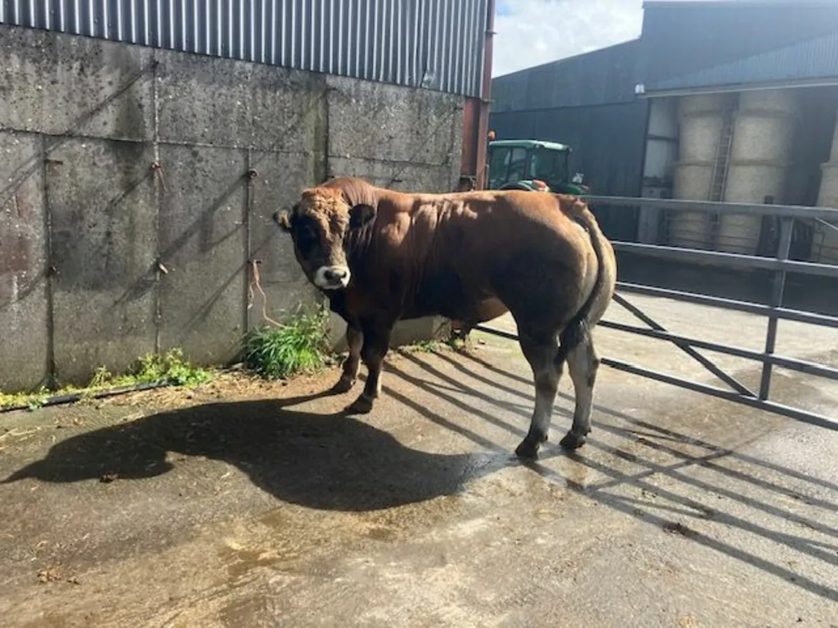 Parthenaise Bull - Image 2