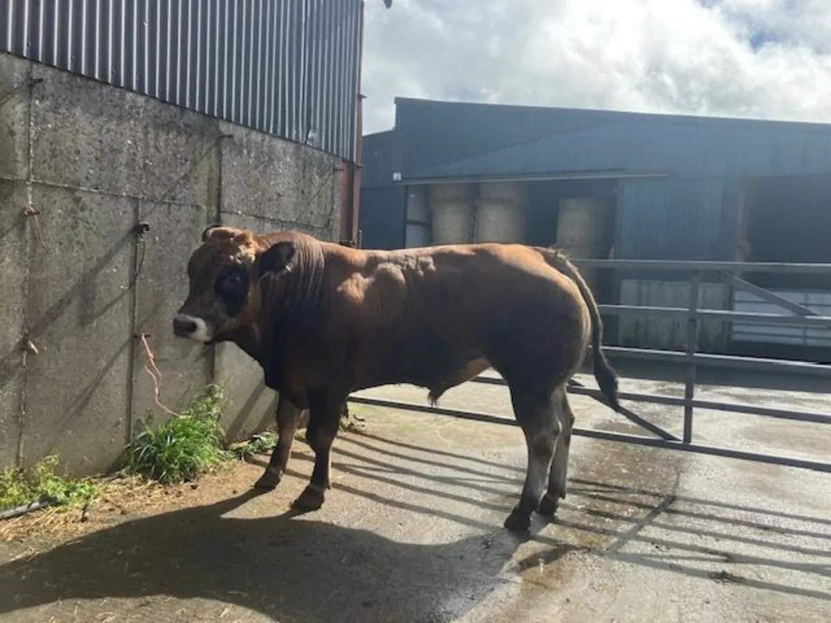 Parthenaise Bull - Image 3