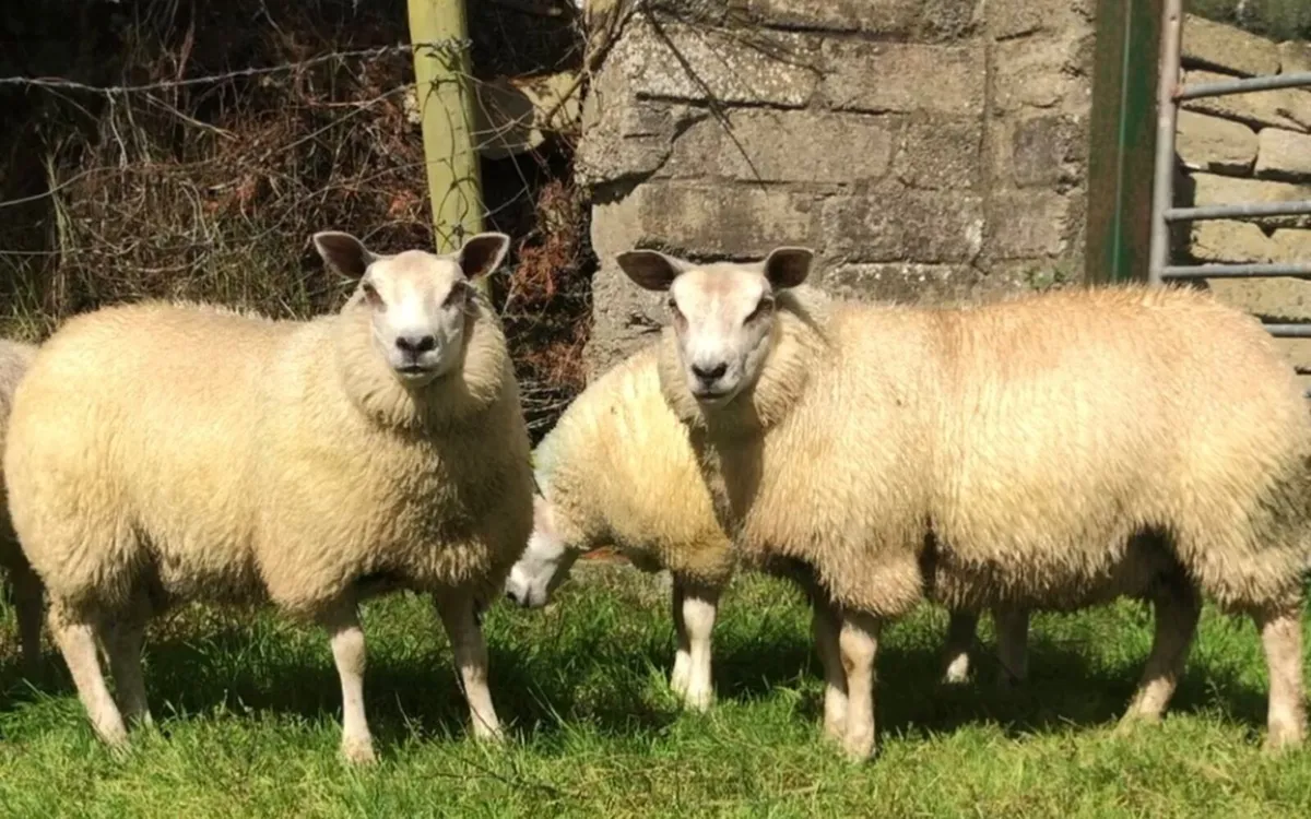 Char-tex ewe lambs - Image 1