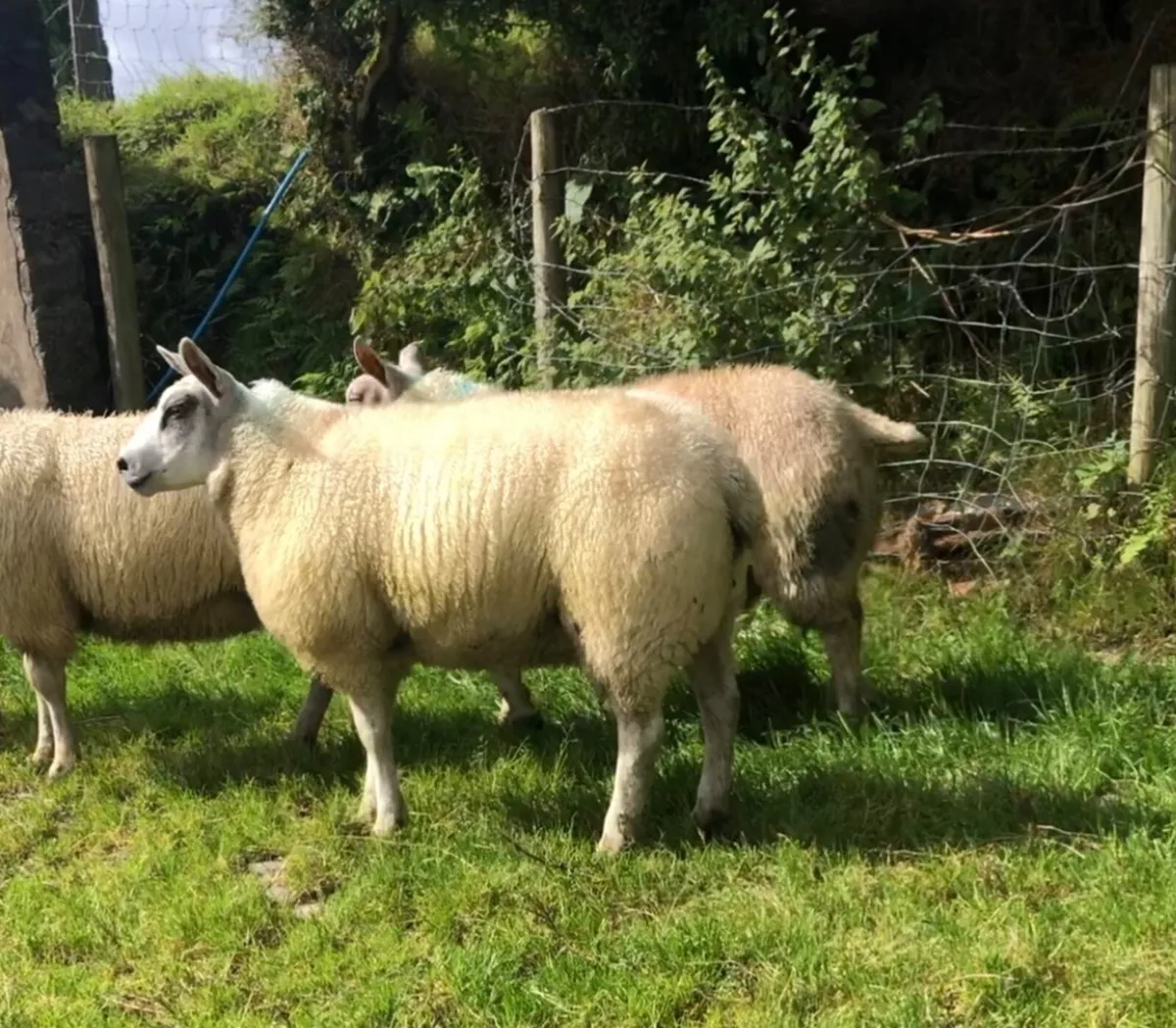 Char-tex ewe lambs - Image 3
