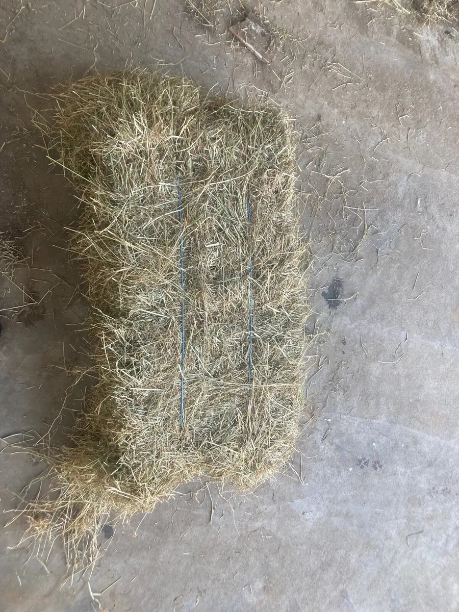June Hay - Image 2