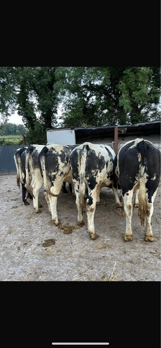 6 blue heifers - Image 1