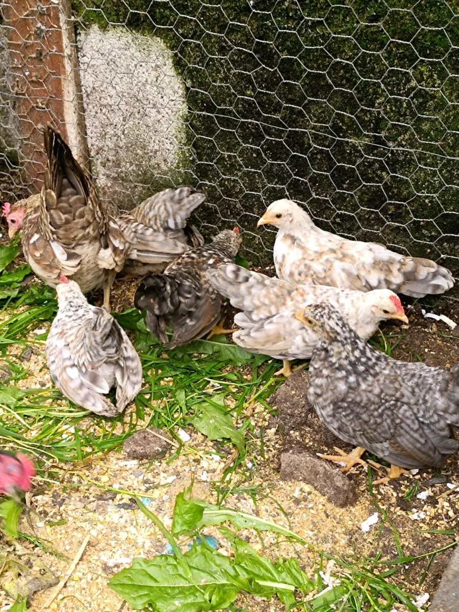 Chicken's - Image 1