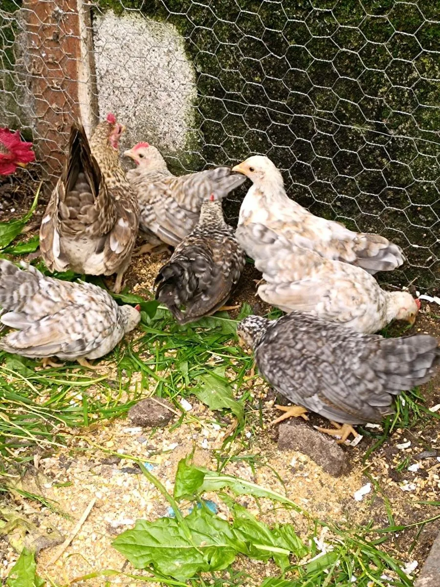 Chicken's - Image 2