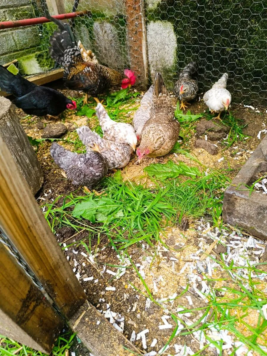 Chicken's - Image 3