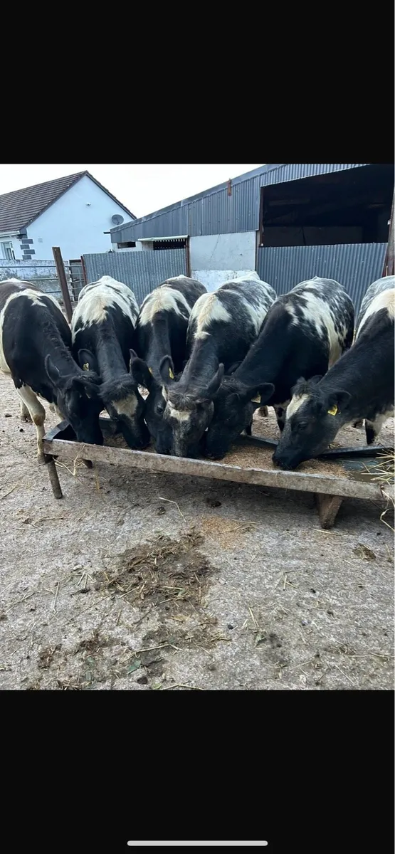 6 blue heifers - Image 2