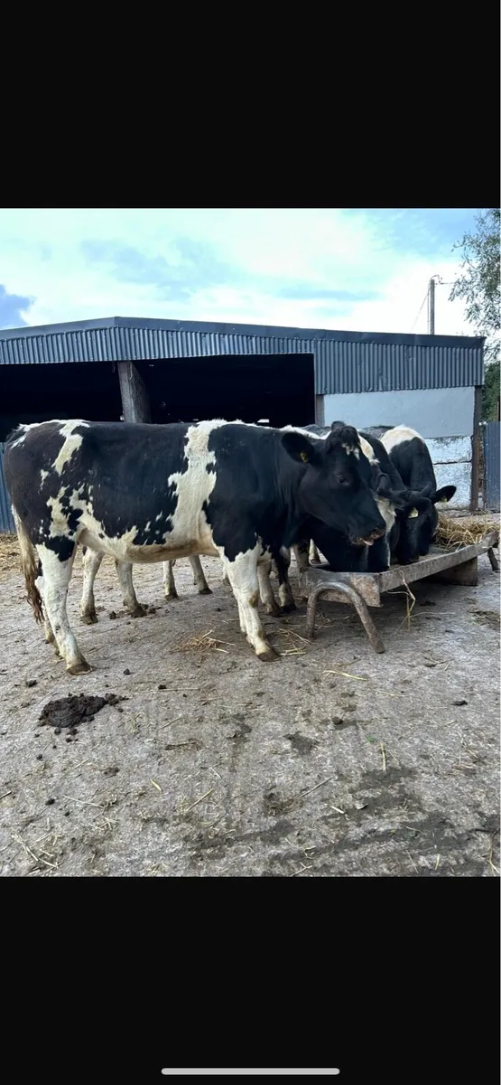 6 blue heifers - Image 3