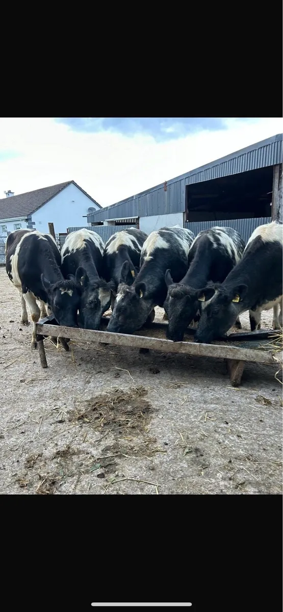 6 blue heifers - Image 4