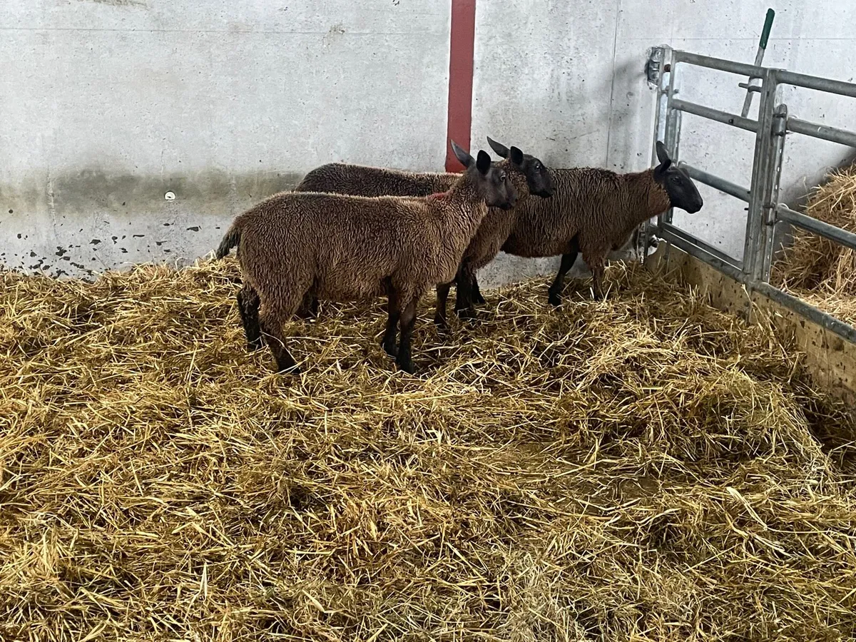 Organic ewe lambs - Image 2