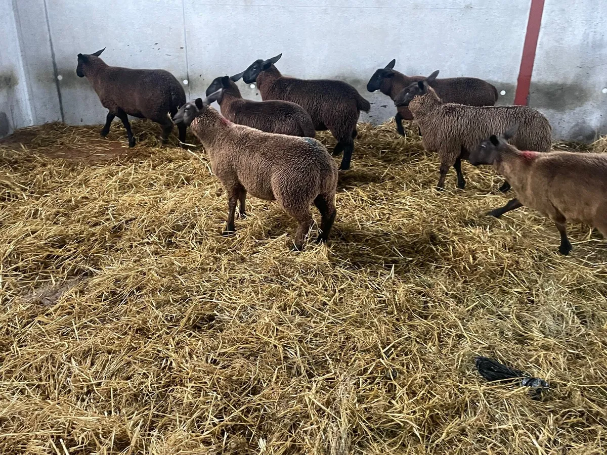 Organic ewe lambs - Image 3