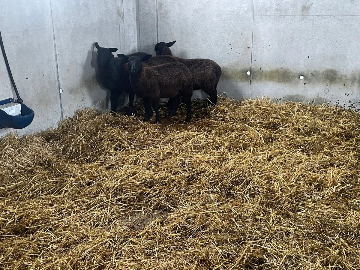 Organic ewe lambs - Image 4