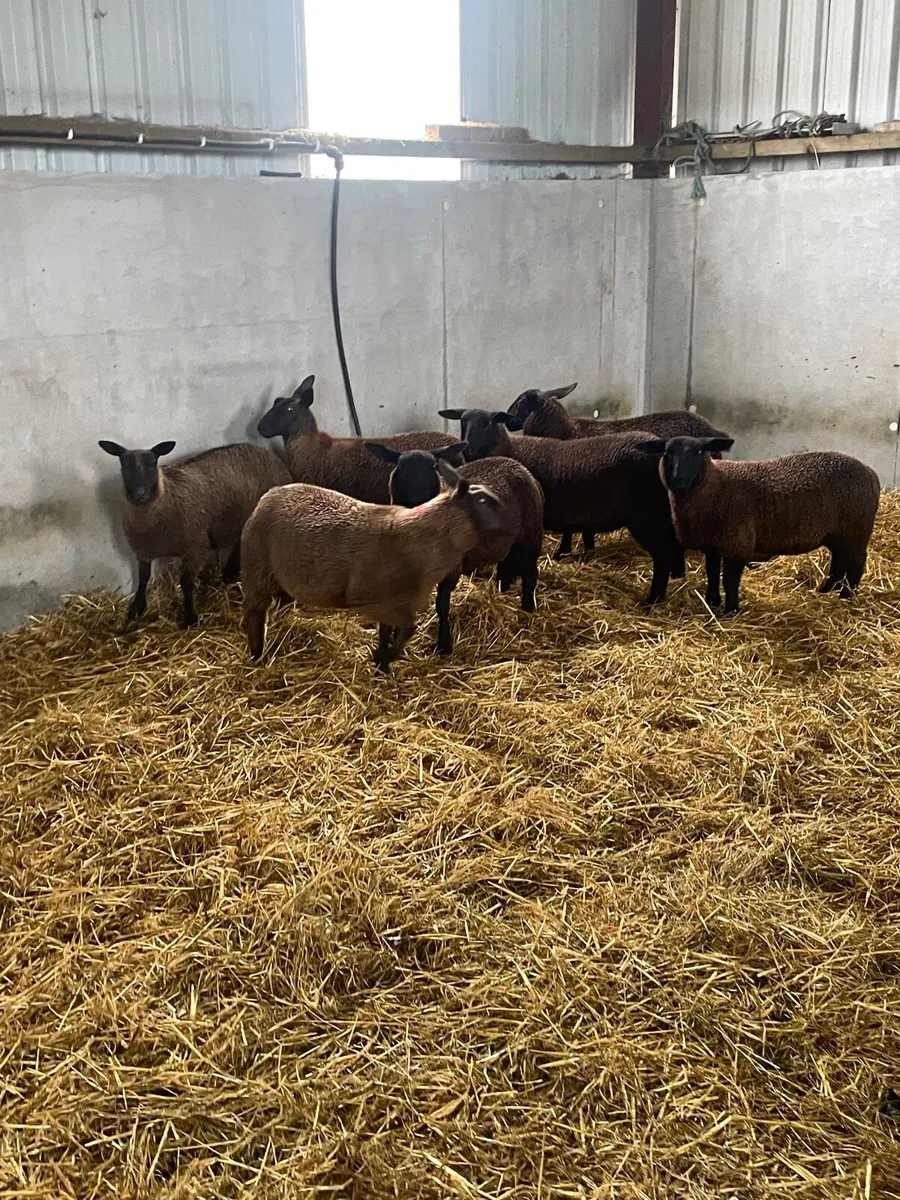 Organic ewe lambs - Image 1