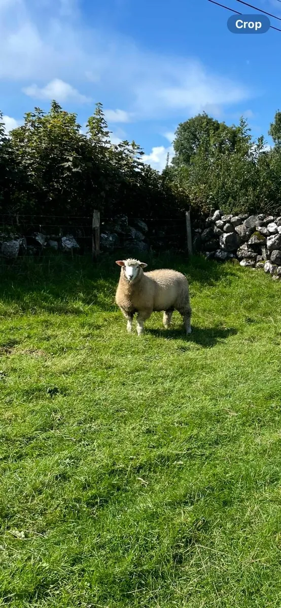 PB Reg Galway Ram Lambs (SIS Approved) - Image 4