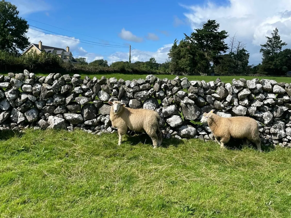 PB Reg Galway Ram Lambs (SIS Approved) - Image 1