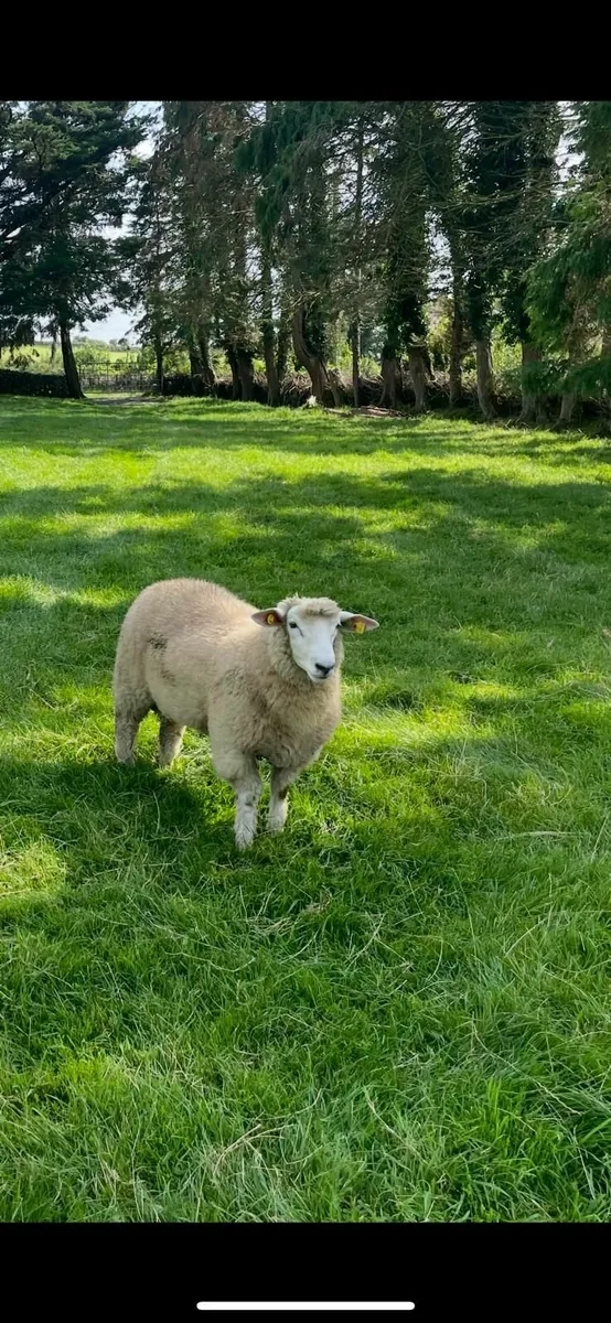 PB Reg Galway Ram Lambs (SIS Approved) - Image 3