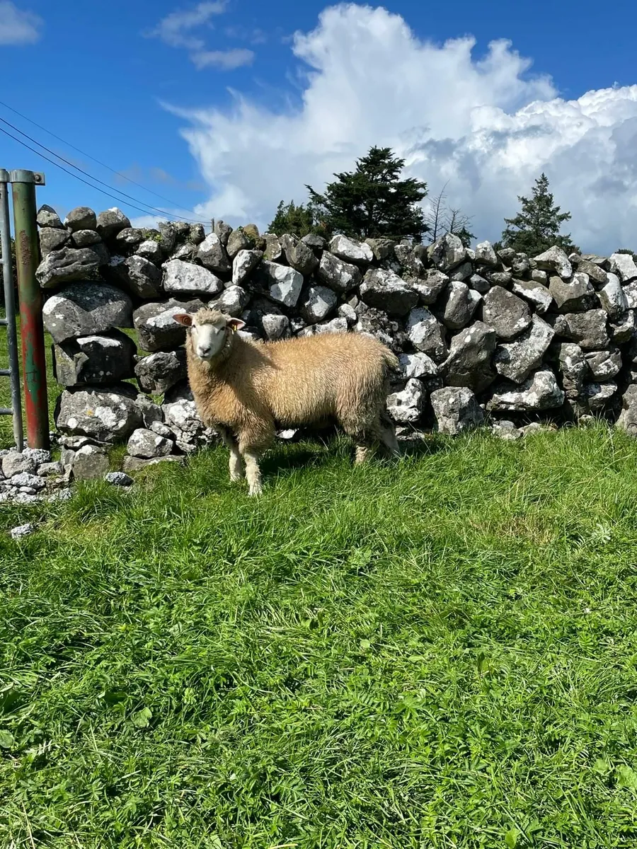 PB Reg Galway Ram Lambs (SIS Approved) - Image 2