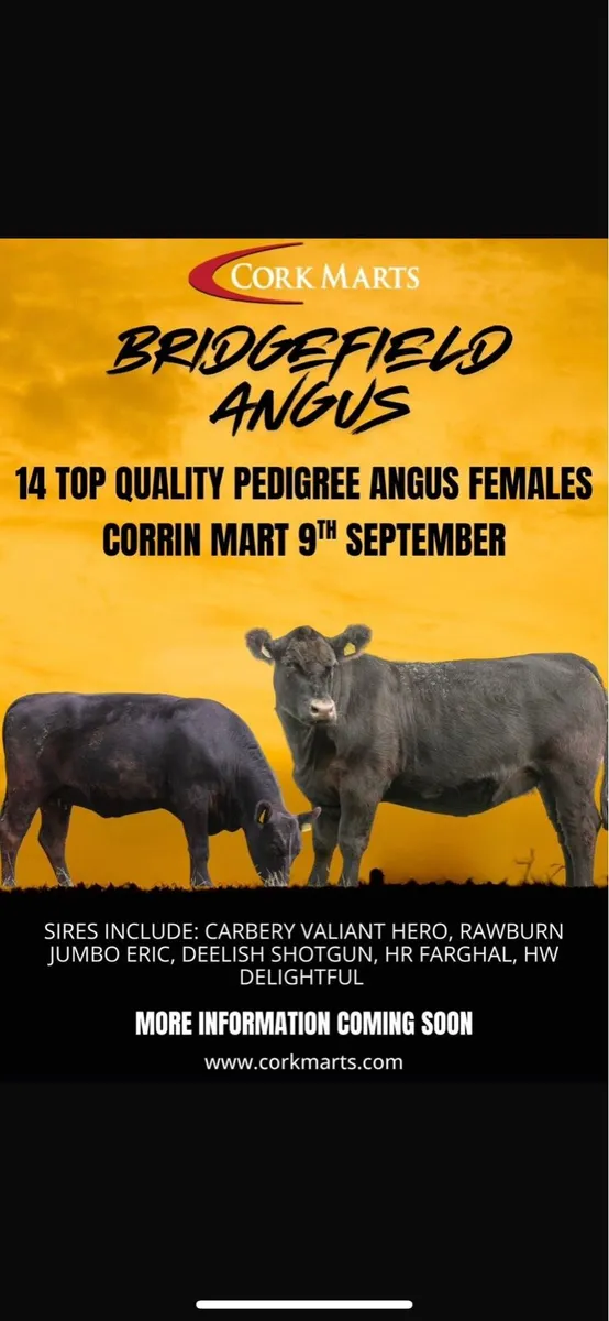 14 Quality Pedigree Aberdeen Angus Heifers - Image 1