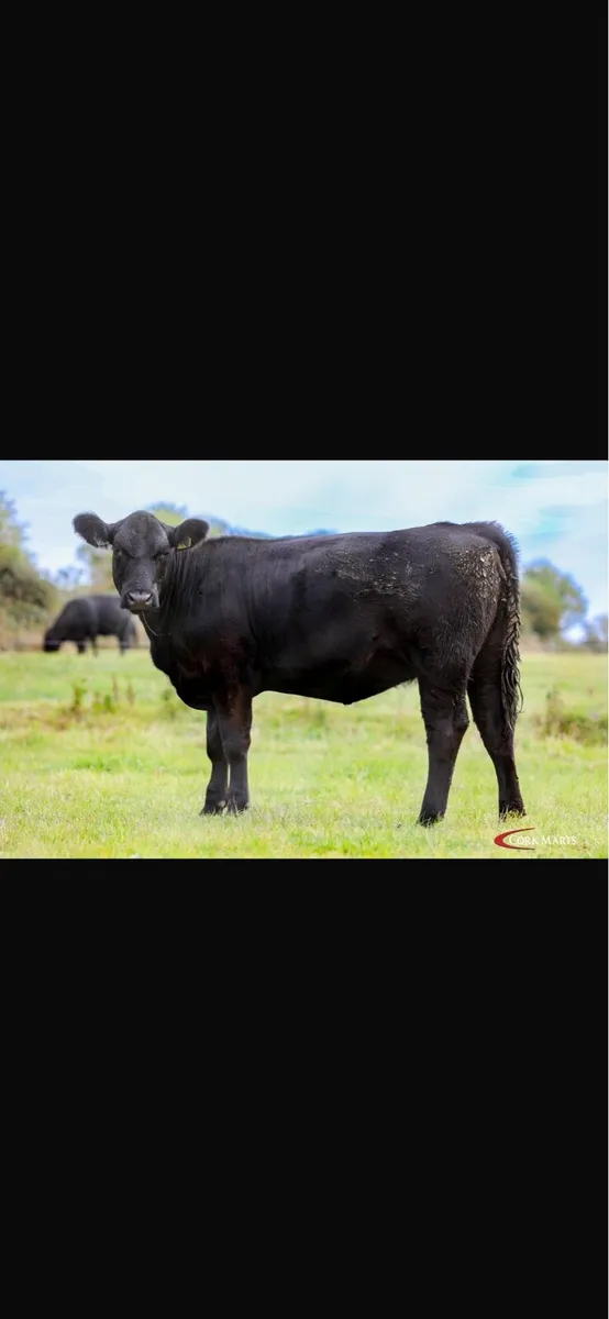 14 Quality Pedigree Aberdeen Angus Heifers - Image 2