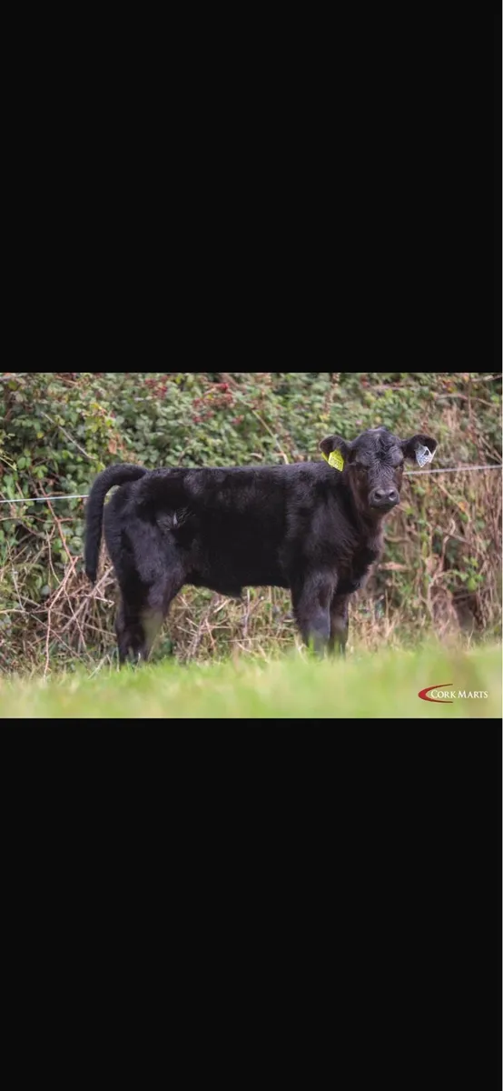 14 Quality Pedigree Aberdeen Angus Heifers - Image 4