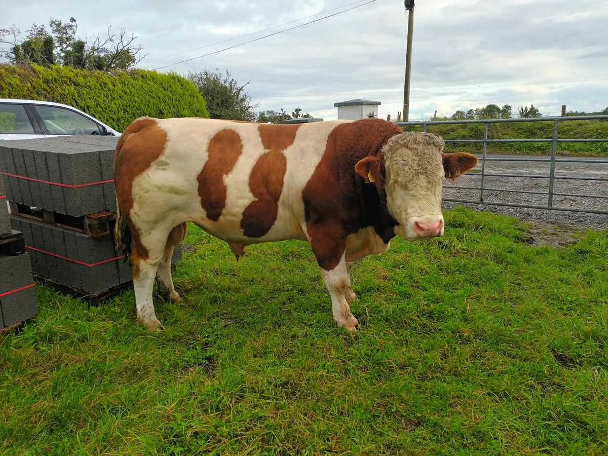 Simmental Bull - Image 1