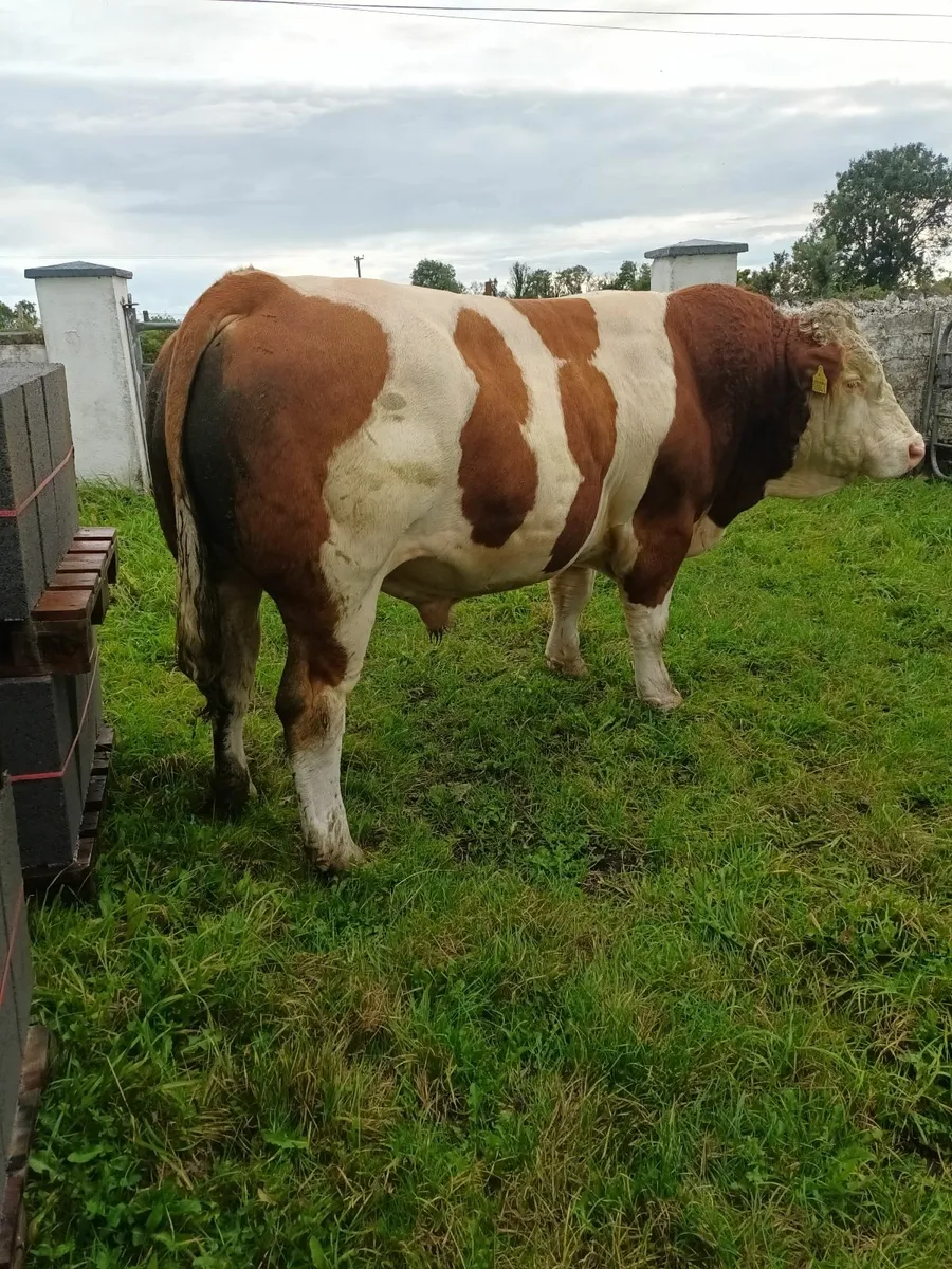 Simmental Bull - Image 2