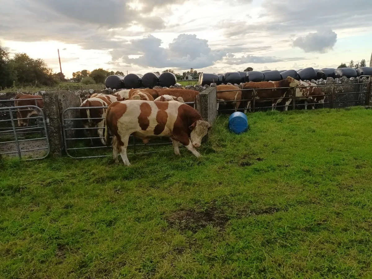 Simmental Bull - Image 3