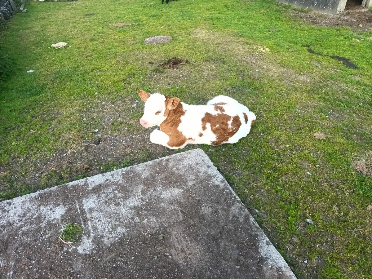 Simmental Bull - Image 4